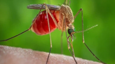 Küba'da sivrisinek kaynaklı salgın nedeniyle 33 kişi hayatını kaybetti