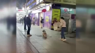 Ankara’da vatandaşlarla balon sektiren köpek sosyal medyayı salladı