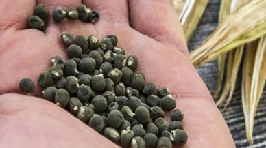 Bamya tohumu bağırsak ritmini nasıl düzene sokuyor?