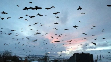 Ardahan’da gökyüzünde görsel şölen! Kuşların dansı göz kamaştırdı