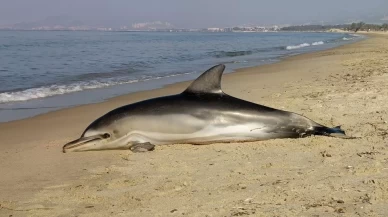 Kuşadası'nda sahile vurmuş Tırtak yunusu bulundu