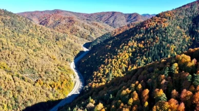 Yeşil alanlar genişliyor: Türkiye orman artışında Avrupa lideri