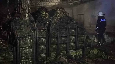 Alanya'da korkunç olay! Tonlarca muz kül oldu