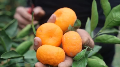 Mandalina bahçeden ucuz çıkıyor, raflarda cep yakıyor