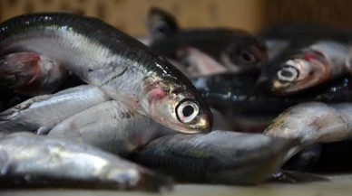 Karadeniz’de hamsi bolluğu balıkçının yüzünü güldürmedi