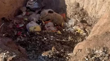 Aç bırakılan köpekler birbirini yedi