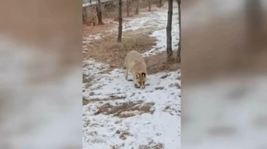 Okul bahçesine tilki girdi! Yiyecek ararken görüntülendi