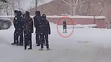 Erzurum’da okul bahçesinde köpek dehşeti: 3 öğrenci hastanelik oldu!