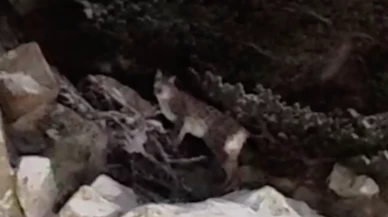 Çankırı'da yiyecek arayan vaşak kamerada!