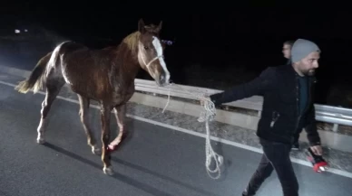 İşletmeden kaçan safkan taylar şehri birbirine kattı!