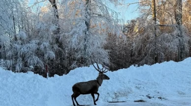Kızıl geyik karlar arasında!