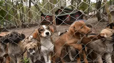 Bakanlık harekete geçti: Sağlık tesislerinde sahipsiz köpek kalmayacak