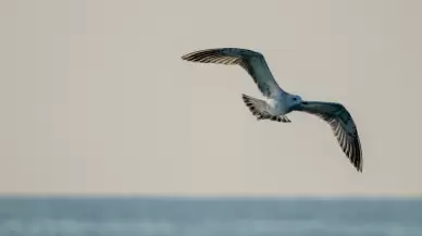 Doğu Akdeniz'deki martılar fotoğrafçıları büyüledi