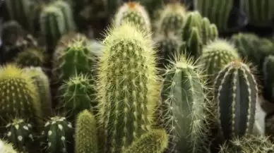 Kaktüs bakımı nasıl olur?