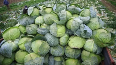 Kanser riskini azaltan süper besin