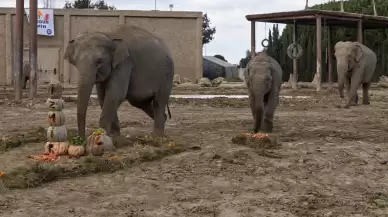 Türkiye'de dünyaya gelen ilk fil 14 yaşında
