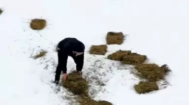 Doğu'da yaban hayvanları için doğaya yem bırakıldı