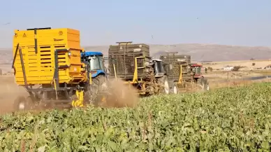 Çiftçilere destek! Kayseri Şeker, pancar bedeli ödemeleri takvimini açıkladı