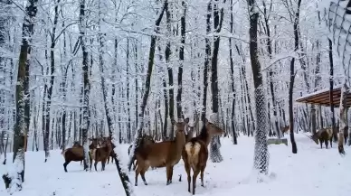 Kocaeli'den nefes kesen görüntüler!