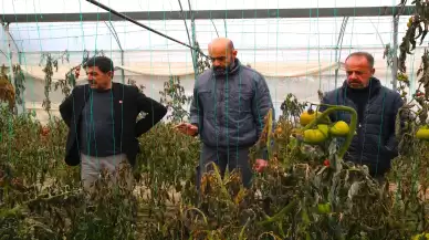 Hatay'da etkili olan zirai don tarım alanlarını vurdu