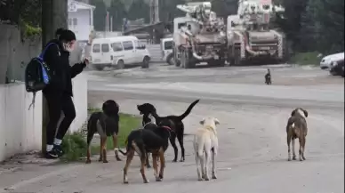 Bakanlık valiliklere yazı gönderdi: Belediyelere sahipsiz köpek başına 71 bin TL ceza kesilecek