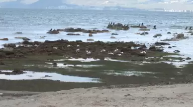 Deniz çekilince 2.500 yıllık antik liman ortaya çıktı