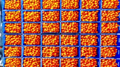 Adana'nın verimli topraklarında mandalina hasadı bereketi sürüyor