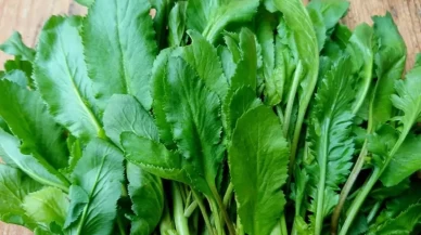 Dünyanın en sağlıklı sebzesi terenin faydaları nelerdir?