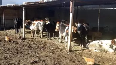 Karabük'ta kaybolan ineği cami imamı dronla buldu