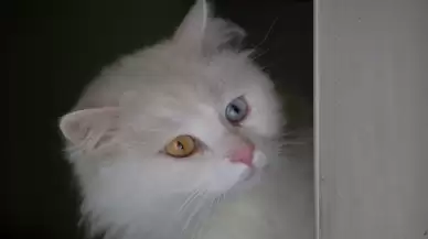 Neden evcil hayvan satın almamalı, sahiplenmeliyiz?