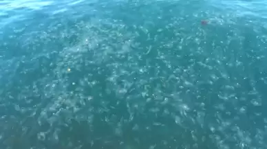 Sarıyer'de binlerce denizanası kıyıya vurdu