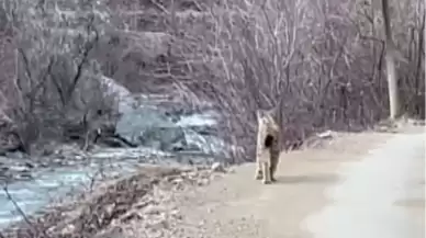 Artvin'de nesli tükenmekte olan vaşak görüldü