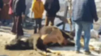 Kütahya'da 30 telef olmuş büyükbaş hayvan bulundu