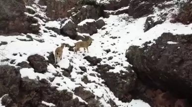 Tunceli'de yaban keçileri, karla kaplı dağlarda yiyecek bulmakta zorlanıyor