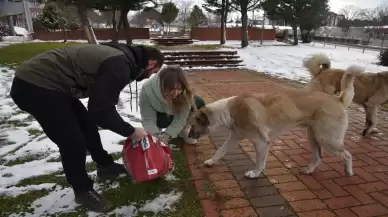 Samsun'da OMÜ Veteriner Fakültesi öğrencileri sahipsiz hayvanlar için yardım eli uzattı