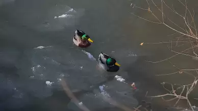 Çoruh Nehri'nde yeşilbaş ördeklerin artan varlığı dikkat çekiyor