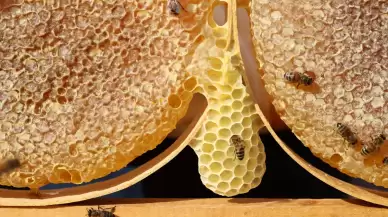 2024 yılı bal üretiminde zirvede olan il belli oldu: Ordu!