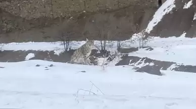 Kırmızı listedeki vaşak Elazığ’da görüldü
