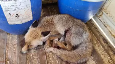 Çorum'da yaralı halde bulunan tilki tedavi altına alındı