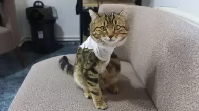 Veteriner hekim tedavi ederek hayata bağladığı Gazoz'u sahiplendi