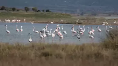 Çanakkale'nin sulak alanları, su kuşlarına ev sahipliği yapıyor