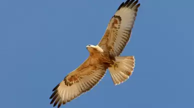 Bitkin kızıl şahin, tedavi edilerek doğaya salındı