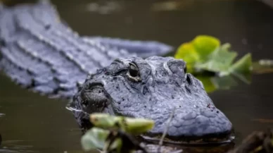 ABD'de bir kadın timsah saldırısına uğradı