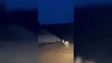 Karaca ile sürücünün sürpriz buluşması, o anlar kamerada