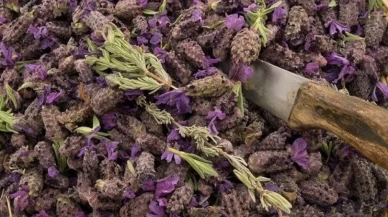 İbn-i Sina'nın meşhur Karabaş Otu faydaları saymakla bitmiyor