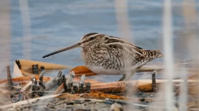Ağrı Dağı eteklerindeki Iğdır sulak alanı, 45 göçmen kuş türü için "mola" noktası oldu