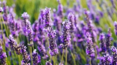 Karabaş otu ile sigara bırakma sürecini kolaylaştırın