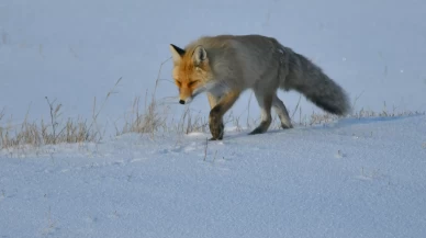 Kar yağışı Doğu illerinde yaşamı olumsuz etkiliyor