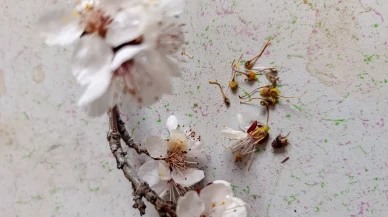 Malatya’da don kayısıya zarar verdi