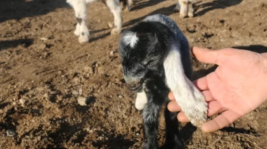 Devlet desteği Erzincanlı çiftçilere umut oldu